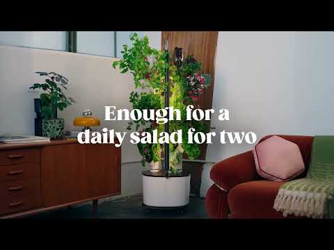 Best Flowers For Birthdays: Skilled Florist Tips